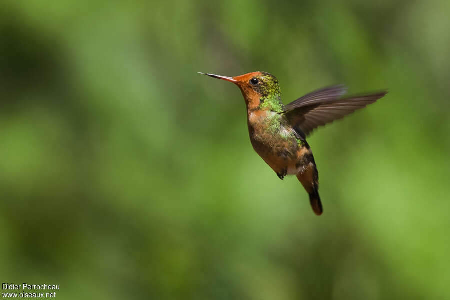 Rufous-crested Coquette female, Flight