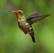 Rufous-crested Coquette