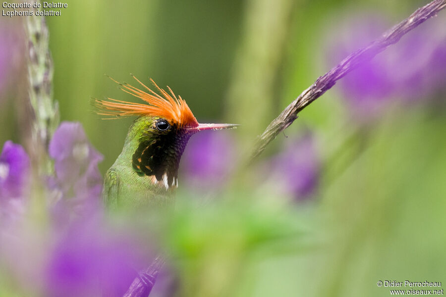 Rufous-crested Coquette