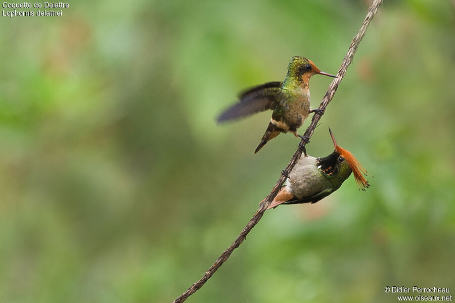 Rufous-crested Coquette