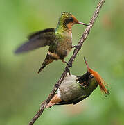 Rufous-crested Coquette