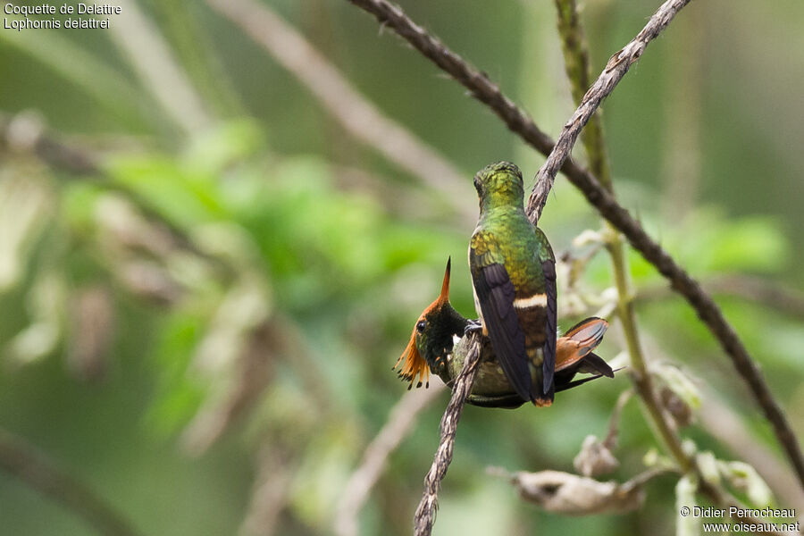 Rufous-crested Coquette