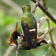 Rufous-crested Coquette