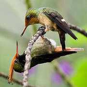 Rufous-crested Coquette