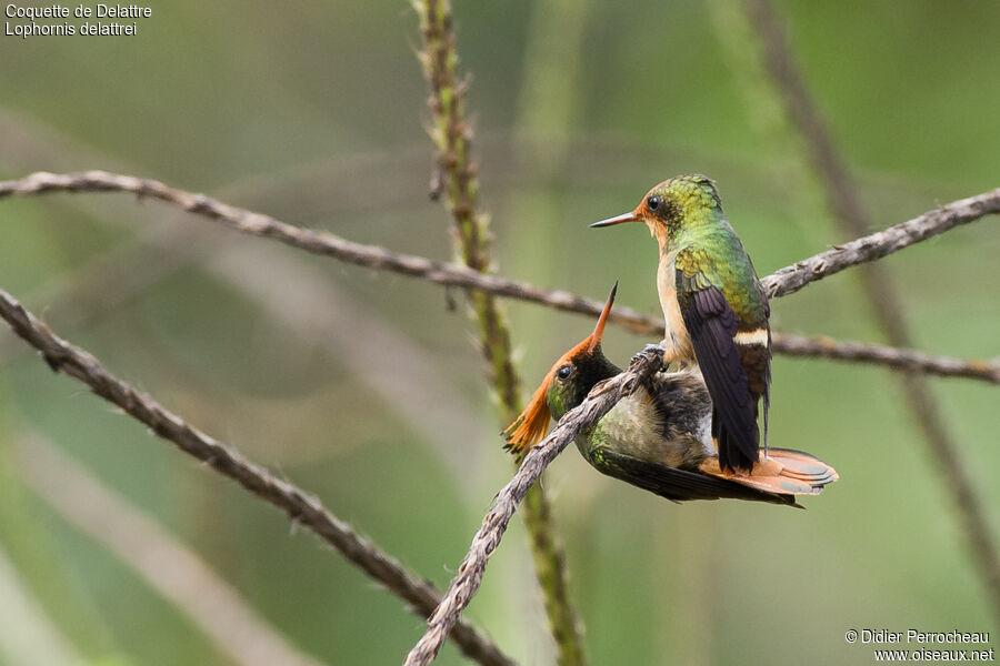 Rufous-crested Coquette