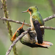 Rufous-crested Coquette