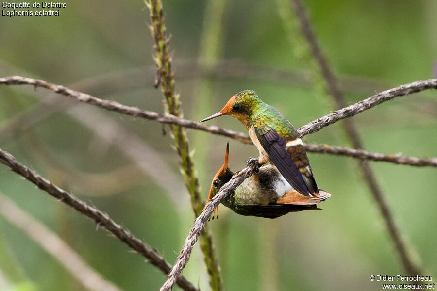 Rufous-crested Coquette