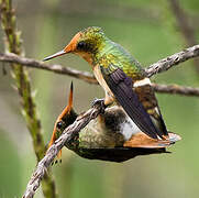 Rufous-crested Coquette