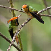 Rufous-crested Coquette