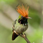 Rufous-crested Coquette