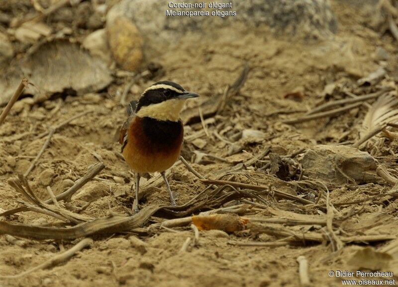 Elegant Crescentchestadult