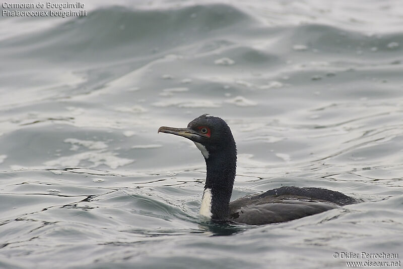 Cormoran de Bougainville, identification