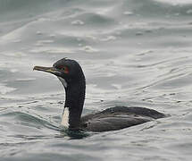 Guanay Cormorant