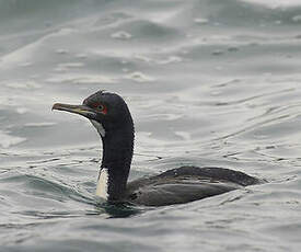 Cormoran de Bougainville