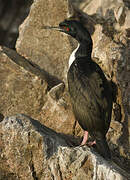 Guanay Cormorant