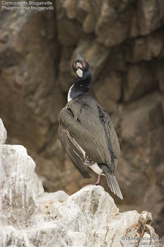 Guanay Cormorant, identification