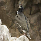 Cormoran de Bougainville