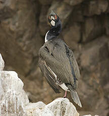 Cormoran de Bougainville