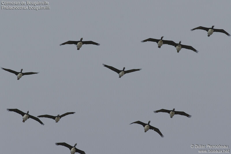 Cormoran de Bougainville, Vol