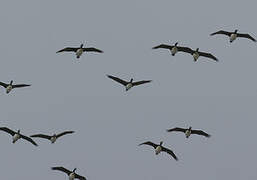 Cormoran de Bougainville