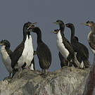Cormoran de Bougainville