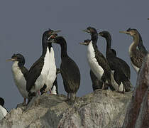 Guanay Cormorant