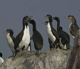 Cormoran de Bougainville