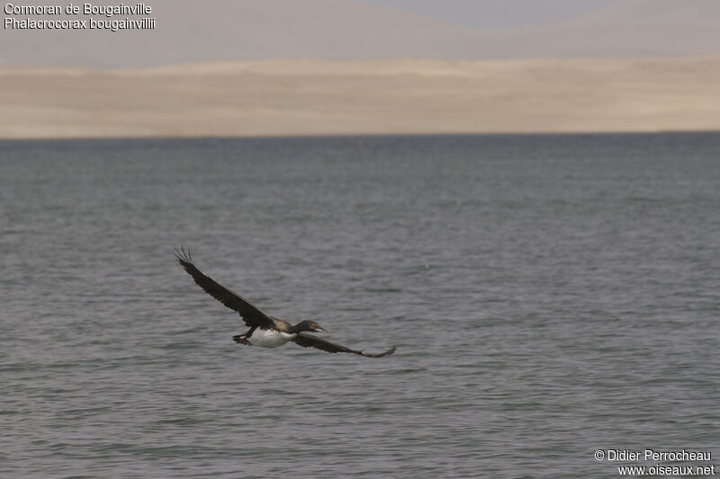 Guanay Cormorant, Flight