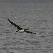 Cormoran de Bougainville