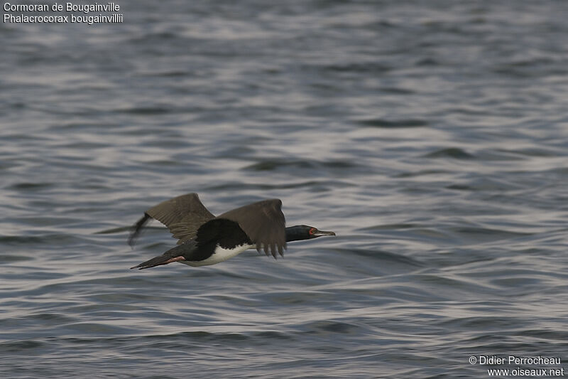 Cormoran de Bougainville, Vol