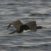 Guanay Cormorant