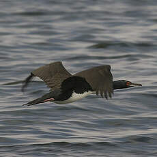 Cormoran de Bougainville