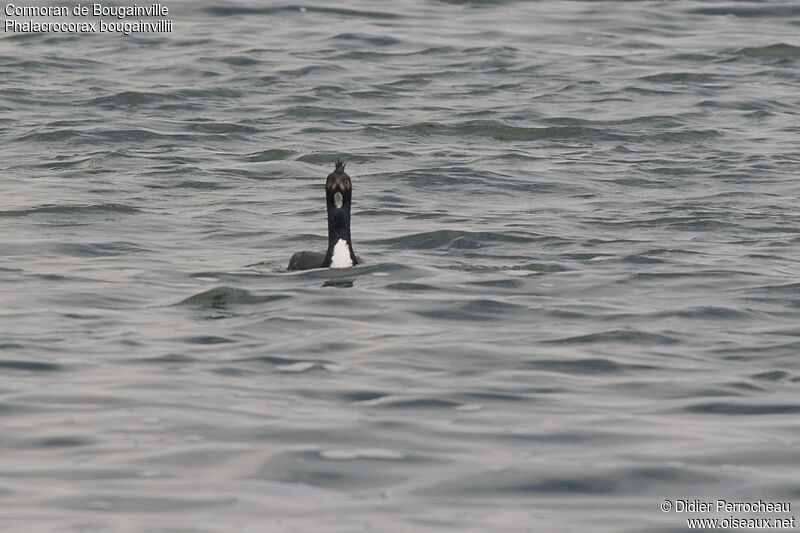 Guanay Cormorant