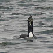 Cormoran de Bougainville