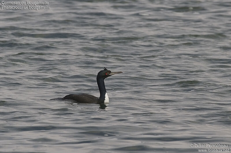 Guanay Cormorant