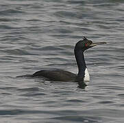 Guanay Cormorant