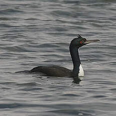 Cormoran de Bougainville