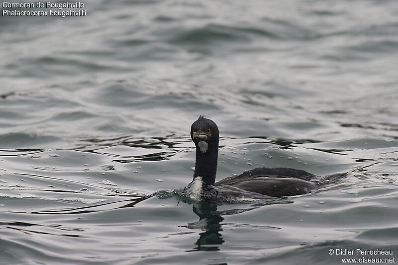 Cormoran de Bougainville