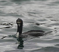 Guanay Cormorant