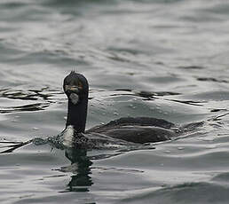 Cormoran de Bougainville