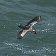 Cormoran de Gaimard