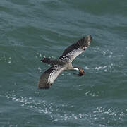 Red-legged Cormorant