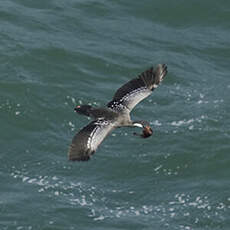 Cormoran de Gaimard