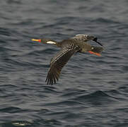 Red-legged Cormorant