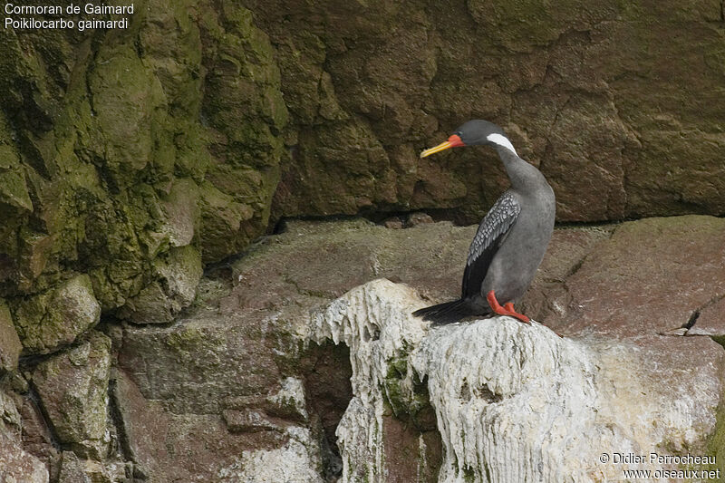 Red-legged Cormorant, identification
