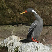 Red-legged Cormorant