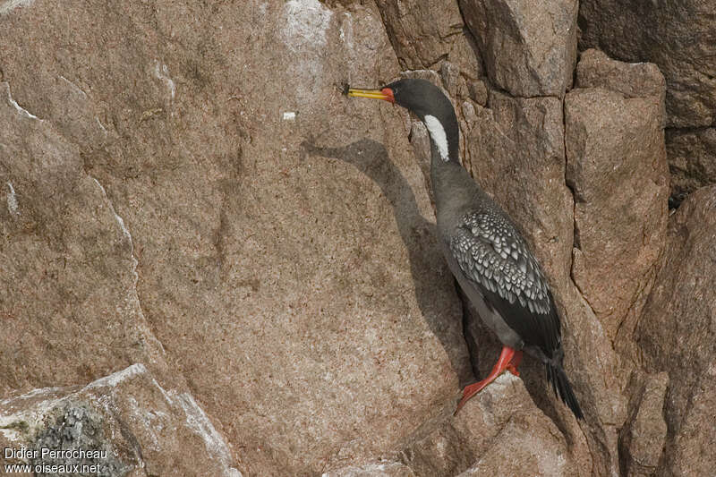 Cormoran de Gaimardadulte, identification