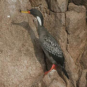 Red-legged Cormorant