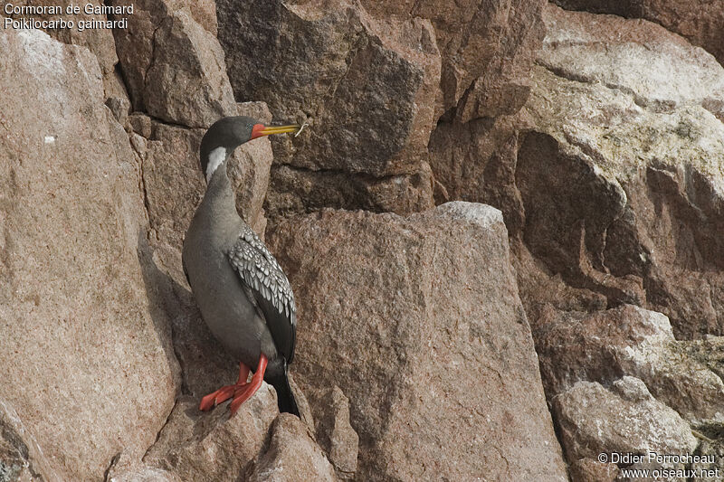 Red-legged Cormorant, identification