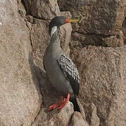 Red-legged Cormorant